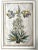 Daniel Rabel Botanical Engravings From Theatrum Florae Printed 1622 Paris, a Pair For Sale - Image 4 of 8