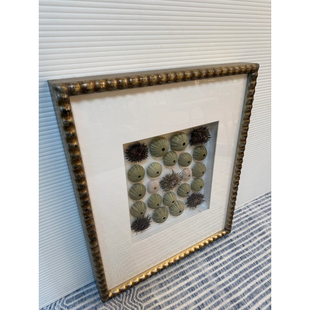 Sea Urchin Shadowbox Art, Framed For Sale - Image 11 of 12