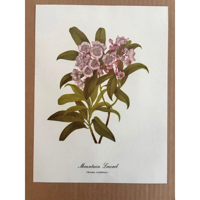 Up for sale is this charming print from an original painting by noted artist Mary Vaux Walcott (1860-1940), matted in an...