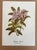 Up for sale is this charming print from an original painting by noted artist Mary Vaux Walcott (1860-1940), matted in an...