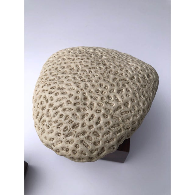 Wood 1970s Mounted Coral Fossil Specimens- Set of 2 For Sale - Image 7 of 12