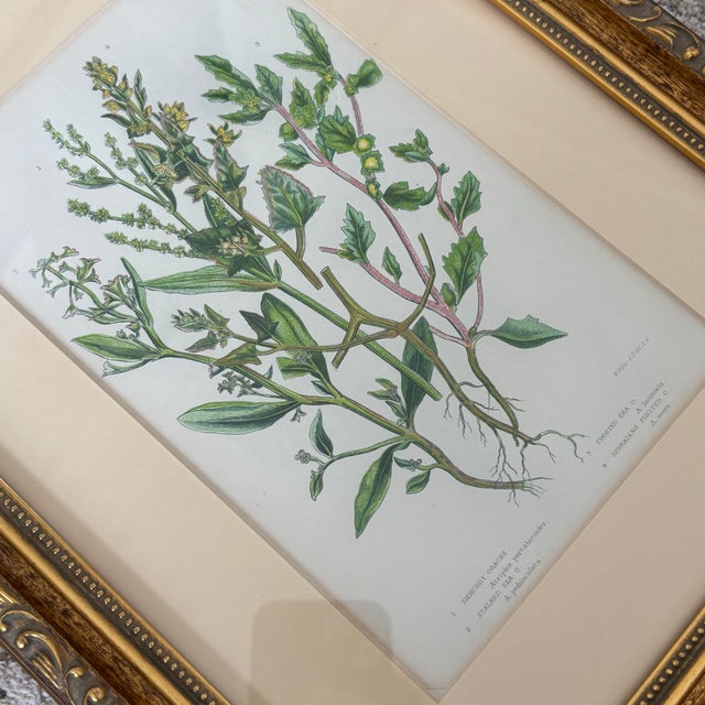 Pair of Antique Hand Colored English Botanical Etchings Gold Ornate Frame Reproduction For Sale - Image 9 of 11