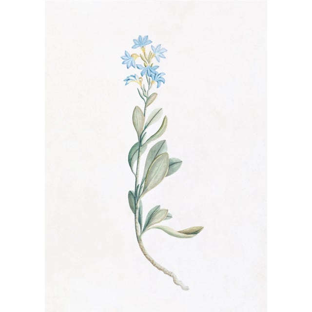 DESCRIPTION From the curated collection of Celerie Kemble for Ornis Gallery, these 18th Century Australian Botanicals are...