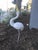A white heron or coastal egret makes the perfect yard ornament. This iron avian came from an estate sale in Palos Verdes...