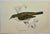 Antique Hand Tinted Bird Print From England Featuring a Brown & Tan Garden Warbler - Circa 1888. Print measures 7 1/4” W x...
