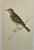 Antique Hand Tinted Bird Print From England Featuring a Tree Pipit - Circa 1888. Print measures 4 7/8” W x 7 1/2” T Print...