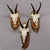 1970s Vintage Set of Six Chamois Trophies on Wooden Plaques, Germany Ca. 1970s For Sale - Image 5 of 7