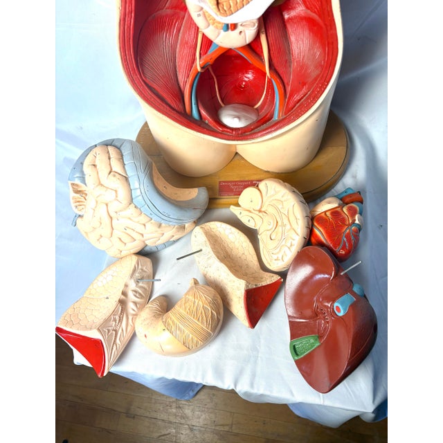 Denoyer Geppert Human Body Torso Anatomical Model 36 For Sale - Image 11 of 12