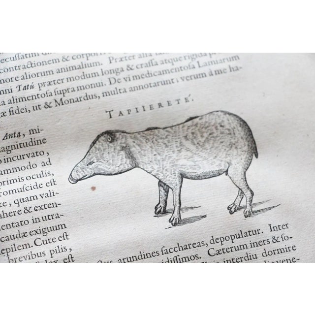 De Indiae Utriusque Re Naturali Et Medica Libri Quatuordecim For Sale - Image 10 of 13