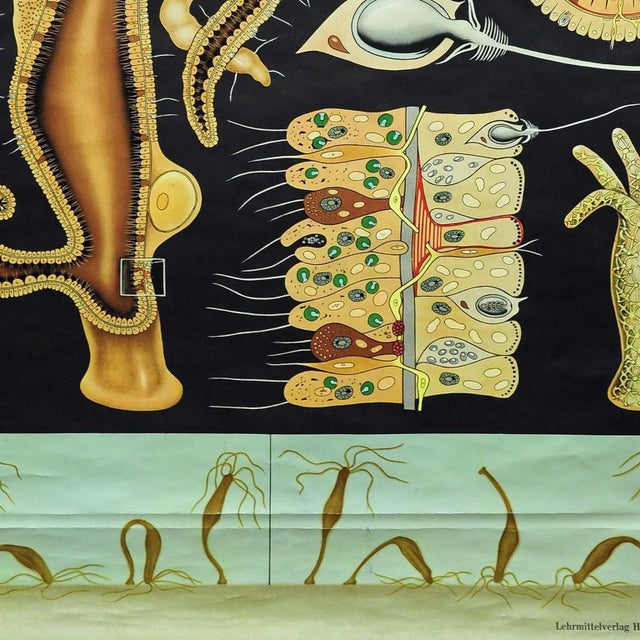 Freshwater Polyp Art Print Wall Chart by Jung Koch Quentell For Sale - Image 6 of 7