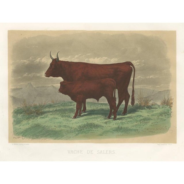 After Rosa Bonheur, Salers Cow and Calf, 1873, Paper For Sale - Image 12 of 12
