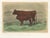 After Rosa Bonheur, Salers Cow and Calf, 1873, Paper For Sale - Image 12 of 12
