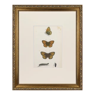19th Century Antique Morris Butterfly Print Hand Colored Lithograph 1853 For Sale