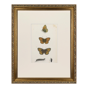 19th Century Antique Morris Butterfly Print Hand Colored Lithograph 1853