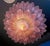 Pink Amethyst Murano Glass Leaves Ceiling Light, 1990s For Sale - Image 4 of 18