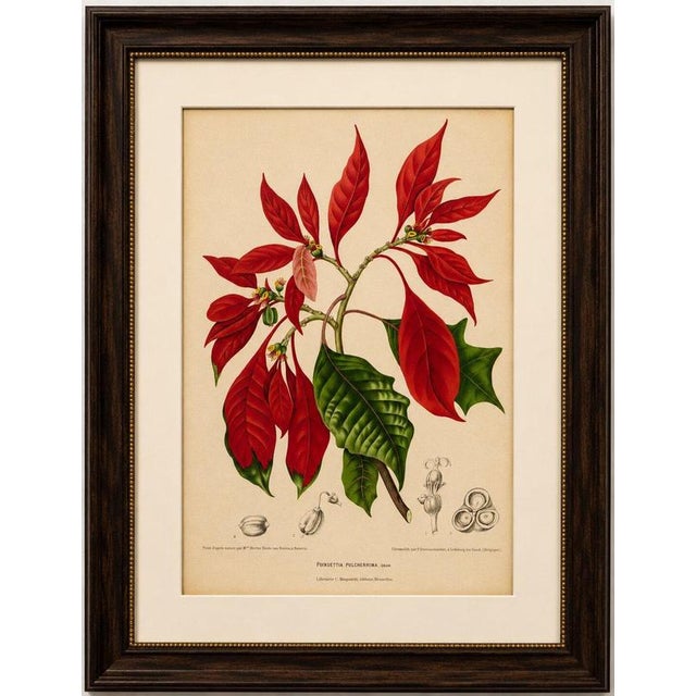 Title: Original Antique Poinsettia Botanical Chromolithograph by Hoola van Nooten 1880 : An original antique botanical...