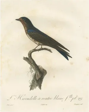 Pretre, White-Bellied Caribbean Martin, 1807, Print