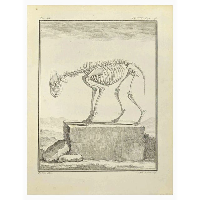 The skeleton is an etching realized in 1771 by F. Guelard. Titled and signed on the flat. The Artwork Belongs to the Suite...