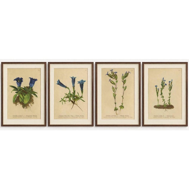 Title: Alpine Gentian Botanical Prints Set, Antique Chromolithographs c.1897 A beautifully curated group of antique Alpine...