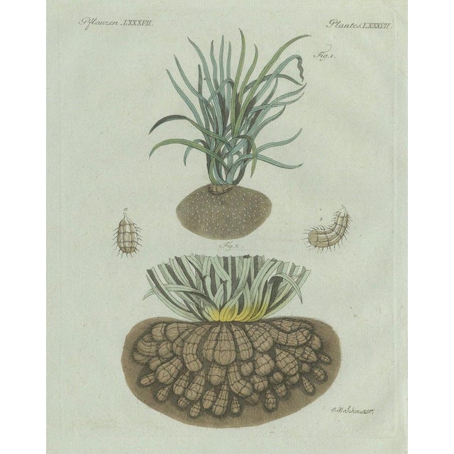 Bertuch, Tiger Nut, 1800, Engraving For Sale - Image 3 of 9