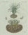 Bertuch, Tiger Nut, 1800, Engraving For Sale - Image 3 of 9