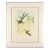 Hylonympha Macrocerca (Scissor-Tailed Hummingbird) by John Gould, 1946 For Sale