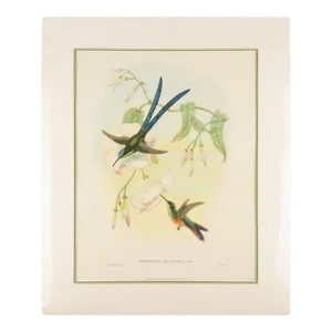 Hylonympha Macrocerca (Scissor-Tailed Hummingbird) by John Gould, 1946