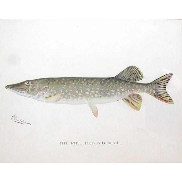 Set of 3 Original Antique Denton Framed Fish Prints C. 1900 For Sale - Image 4 of 6