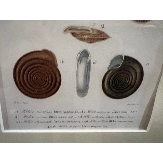 Framed 19th C Hand Colored Engravings of Insects, Reptiles and Shells For Sale - Image 15 of 17