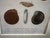 Framed 19th C Hand Colored Engravings of Insects, Reptiles and Shells For Sale - Image 15 of 17
