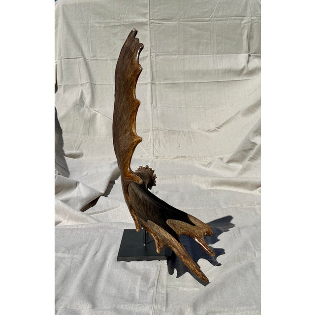 Large Mounted Moose Paddle/Antler For Sale - Image 4 of 9