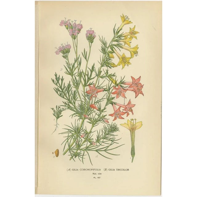 Original Botanical Prints, 1897, Set of 4, Paper For Sale - Image 4 of 10