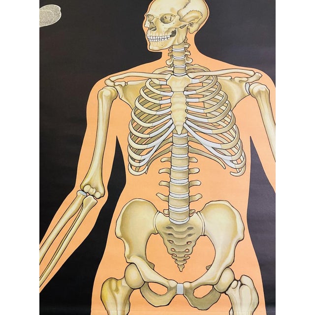 1970s Vintage Teaching Board The Skeleton of Man by Prof. Dr. Med. W. Blotevoge for Hagemann, 1974 For Sale - Image 5 of 11