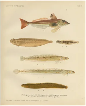 Wilhelm von Wright and C. Erdmann, Gurnard, Butterfish, Blenny and Eelpout, 1895, Lithograph on Paper