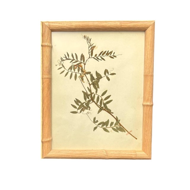 1893 Herbarium Botanical Specimens, Set of 12 For Sale - Image 16 of 17
