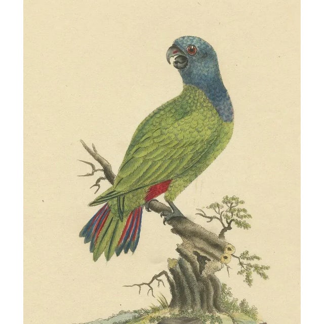 Late 18th Century Blue-Headed Parrot, 1794, Paper For Sale - Image 5 of 6