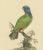 Late 18th Century Blue-Headed Parrot, 1794, Paper For Sale - Image 5 of 6