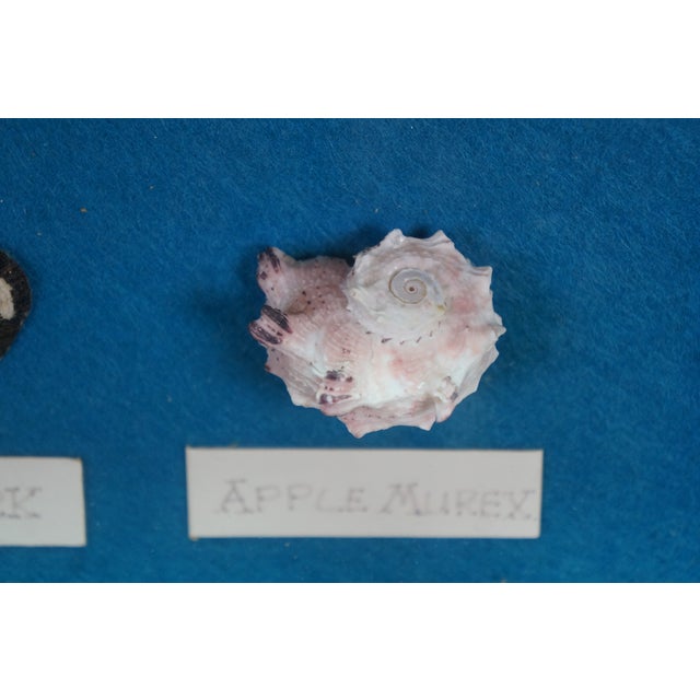Late 20th Century Nautical Ocean Seashell Coral Fish Theme Shadowbox Display Fossil Specimens 25" For Sale - Image 10 of 11