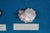 Late 20th Century Nautical Ocean Seashell Coral Fish Theme Shadowbox Display Fossil Specimens 25" For Sale - Image 10 of 11