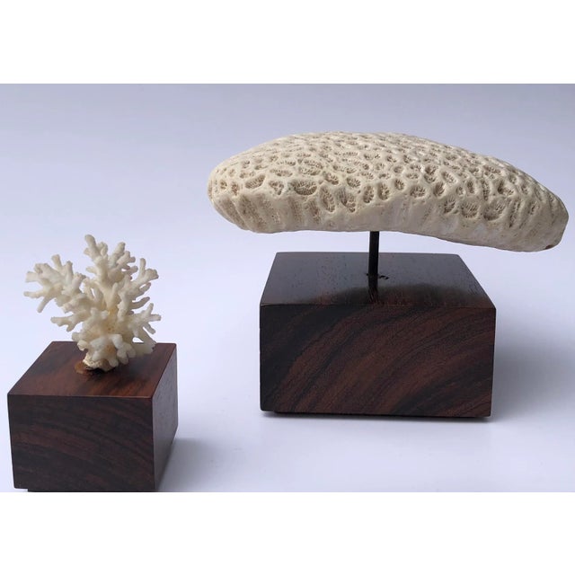 1970s Mounted Coral Fossil Specimens- Set of 2 For Sale - Image 11 of 12