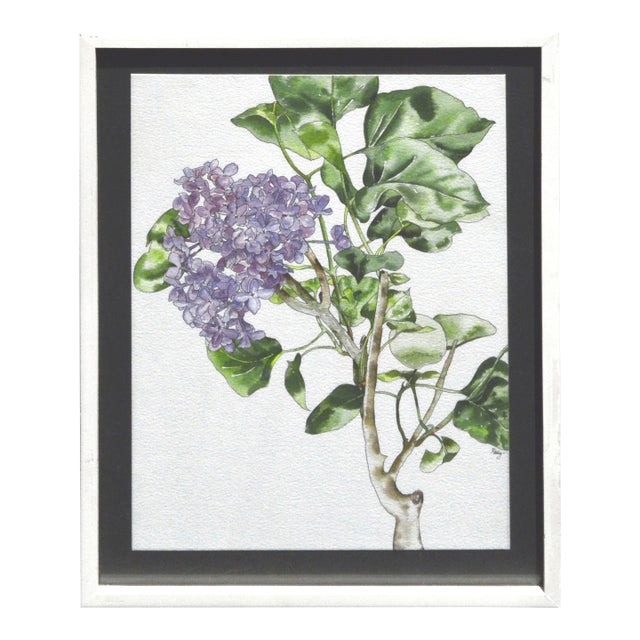 Lilacs - Botanical Study by Deborah Eddy For Sale