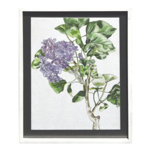 Lilacs - Botanical Study by Deborah Eddy
