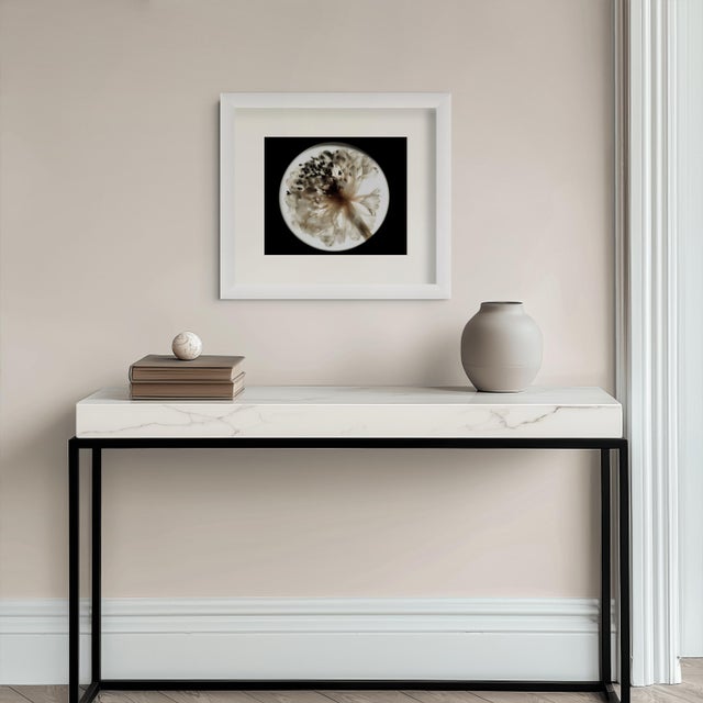 2020s Botanical Studies — Limited Edition Photographic Series of 4 by Diane Grant For Sale - Image 5 of 9