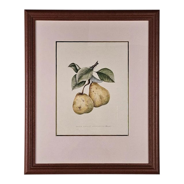 Print From Botanical Study of Fruits and Nuts by Duhamel Du Monceau, Early 19th Century For Sale