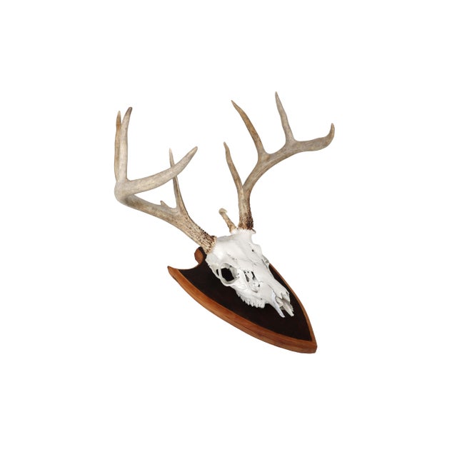 1990s Mounted Atypical 9 Point Deer Skull - Abnormal Antlers For Sale - Image 5 of 11
