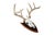1990s Mounted Atypical 9 Point Deer Skull - Abnormal Antlers For Sale - Image 5 of 11