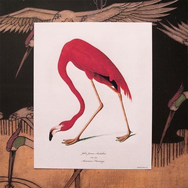 American Flamingo by John James Audubon, Large Reproduction Print