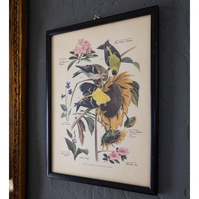 Pair of Framed Bird and Botanical Prints by Arthur Singer Mockingbird and Goldfinch For Sale - Image 9 of 16