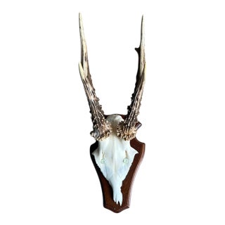 1980s Roe Deer Trophy 24 Black Forest Antlers Mount For Sale