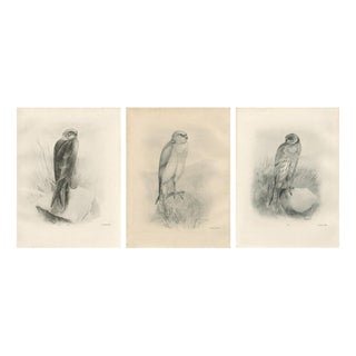 Stonham, British Harrier Bird, 1908, Lithographs, Set of 2 For Sale
